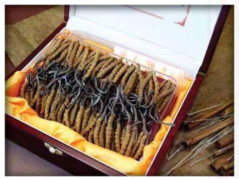 泸州冬虫夏草回收